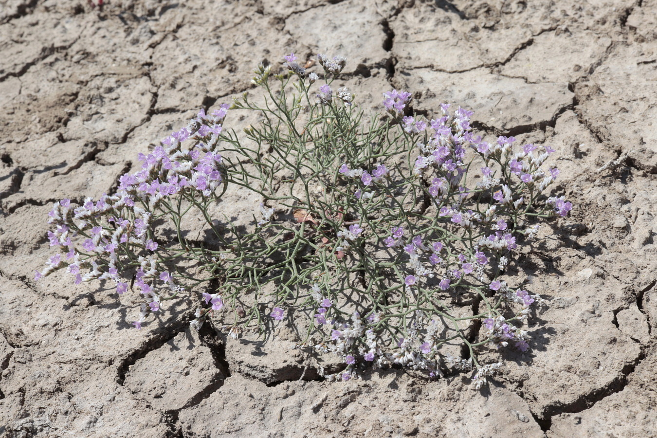 Изображение особи Limonium caspium.