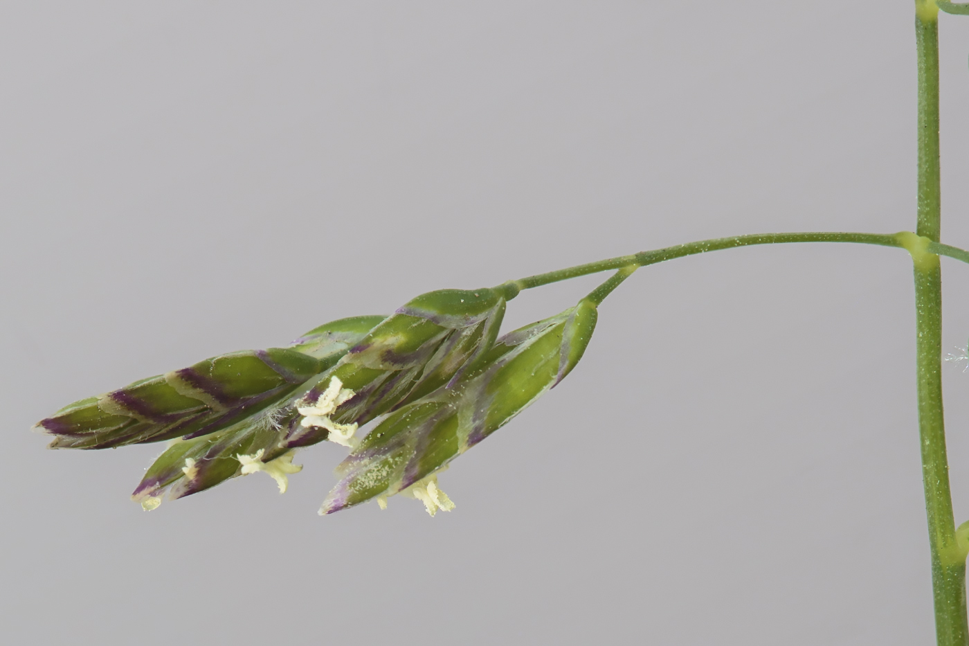 Image of Poa annua specimen.