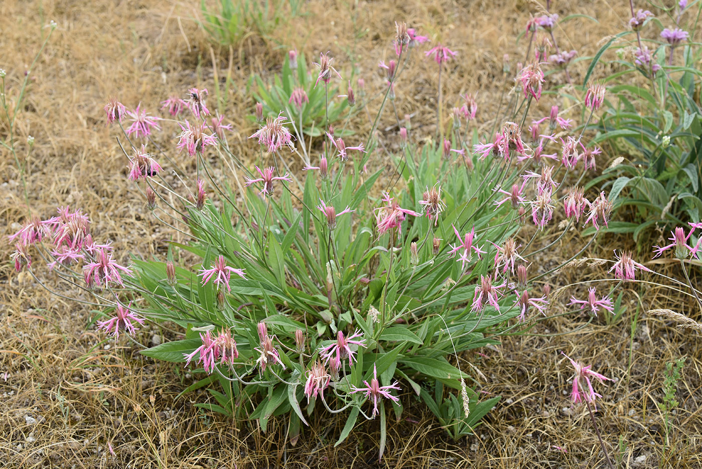 Image of Jurinea kokanica specimen.