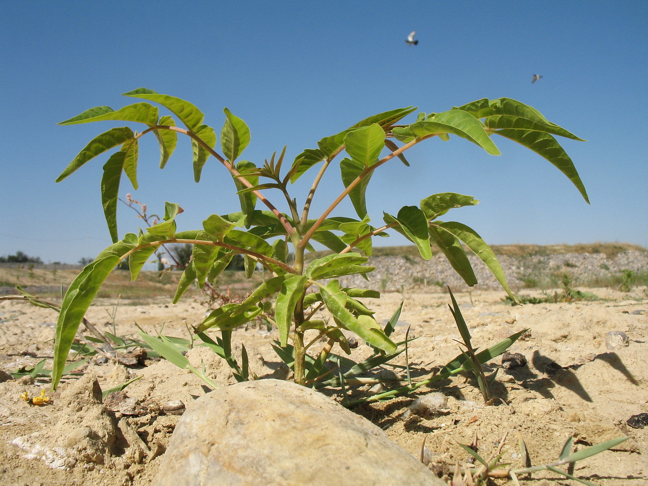 Изображение особи Ailanthus altissima.