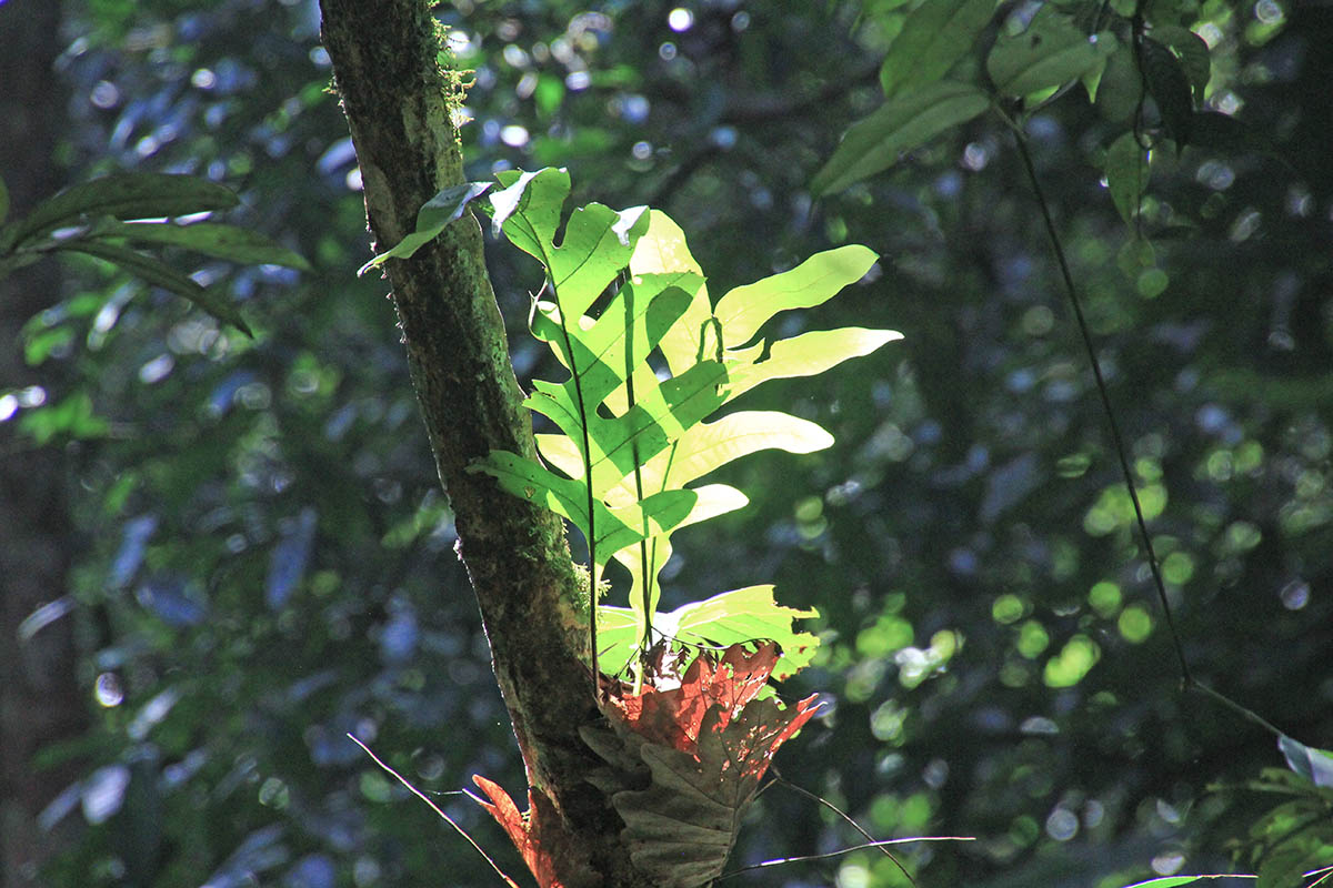 Image of genus Drynaria specimen.