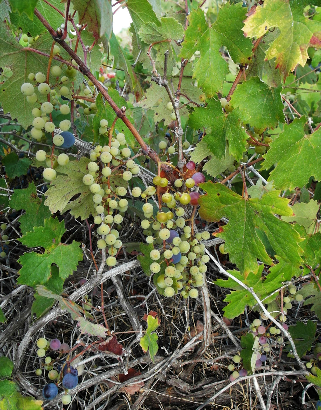 Изображение особи Vitis vinifera.