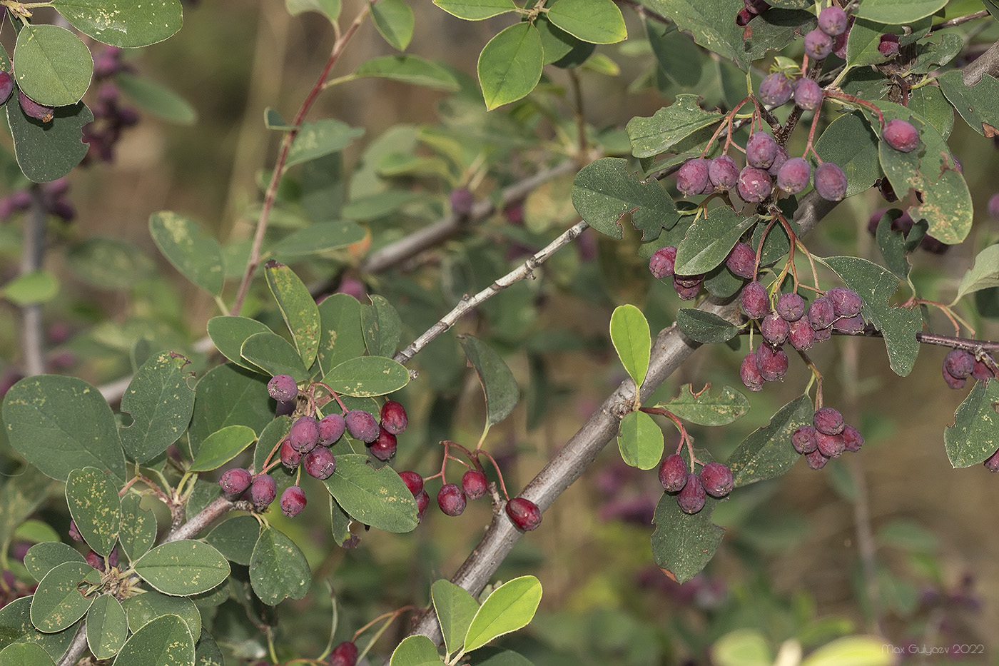 Изображение особи род Cotoneaster.