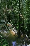 Nypa fruticans. Плодоносящее растение. Малайзия, штат Саравак, р-н Bintulu, национальный парк \"Similajau\". 24.04.2008.