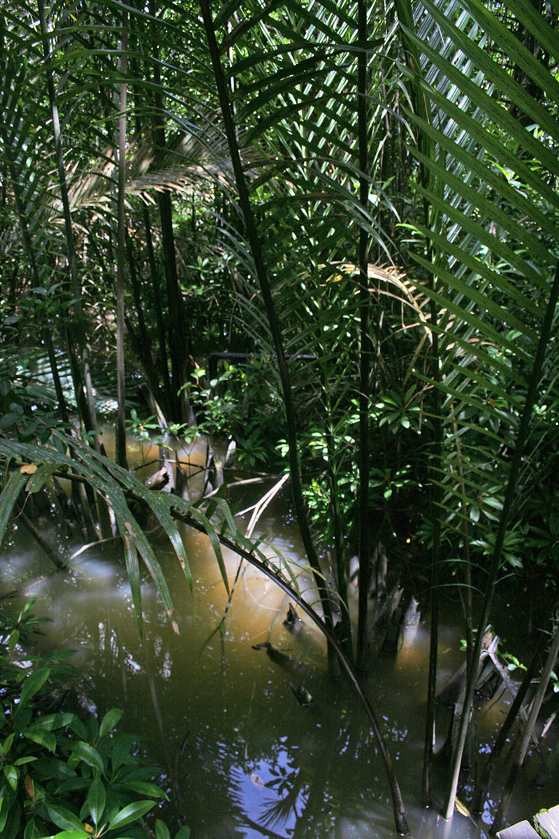 Image of Nypa fruticans specimen.