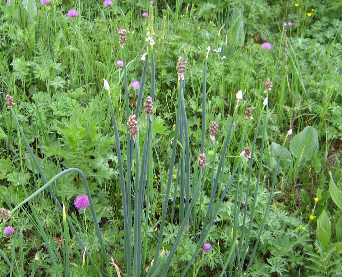 Image of Allium atrosanguineum specimen.