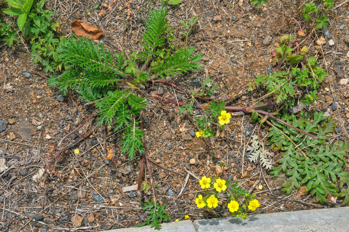 Изображение особи Potentilla chinensis.