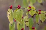 Lonicera maackii. Верхушка побега с плодами и листьями в осеннем окрасе. Ростов-на-Дону, ботанический сад. 22.10.2022.