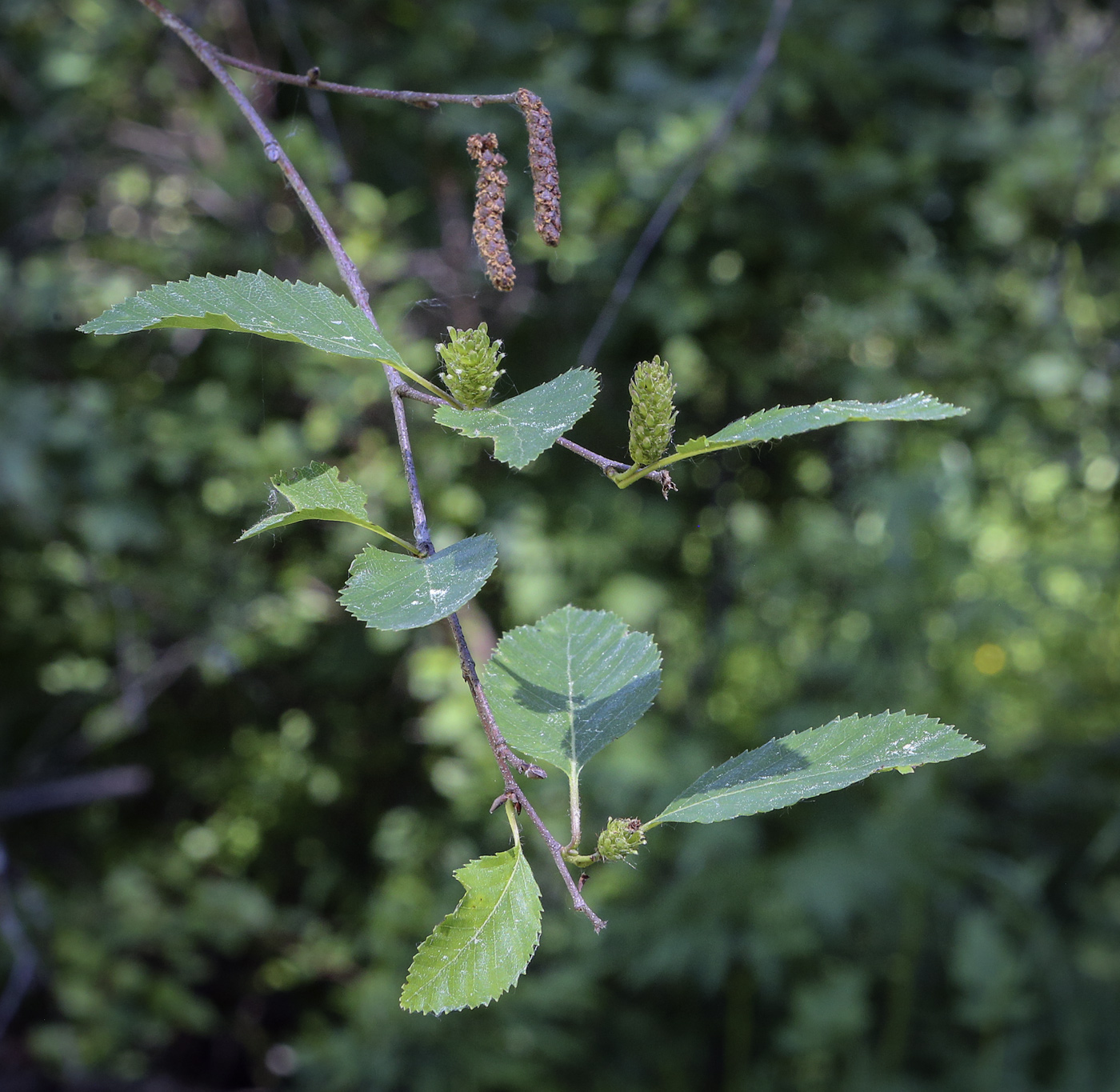 Изображение особи род Betula.