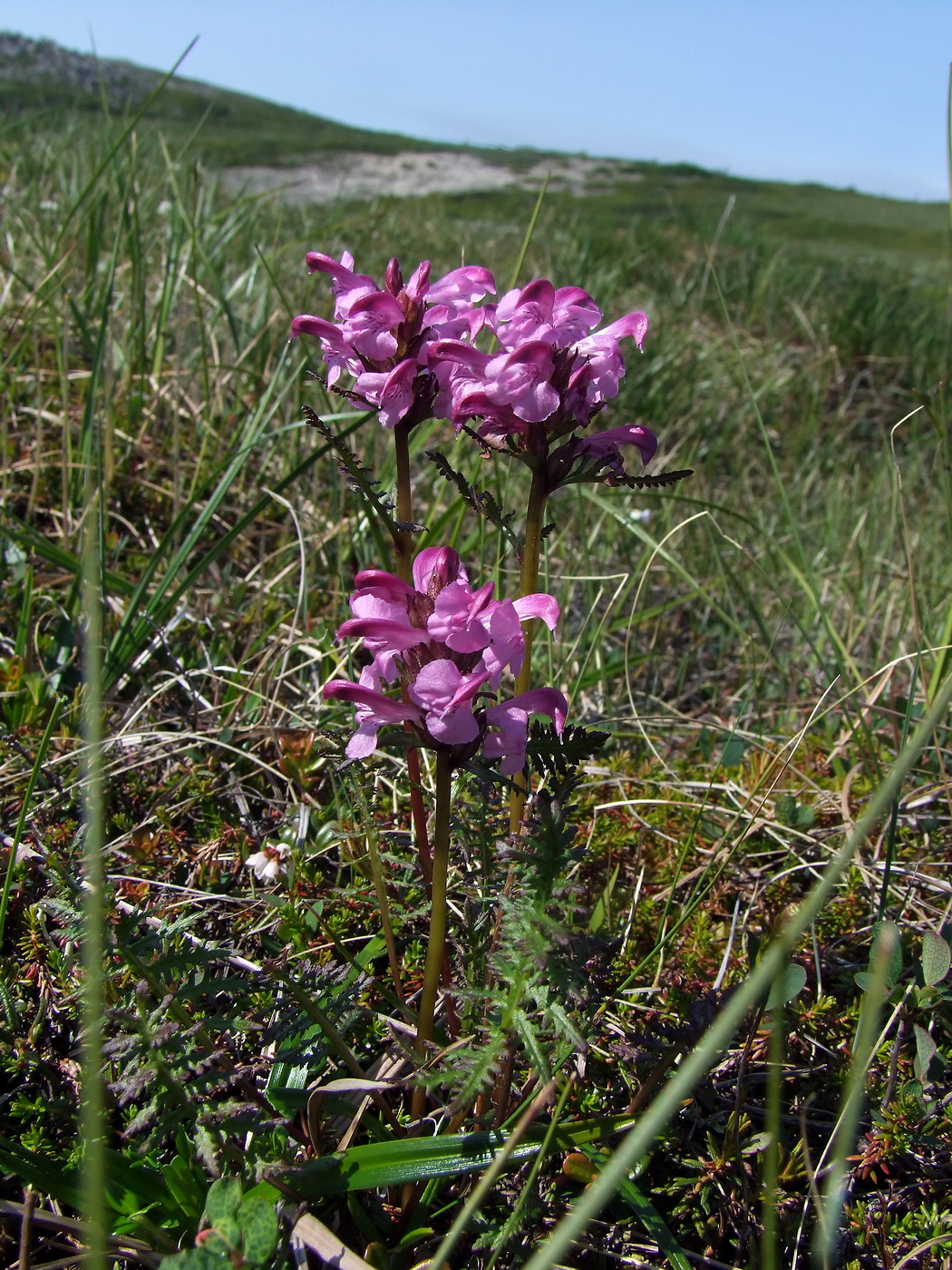 Image of Pedicularis nasuta specimen.