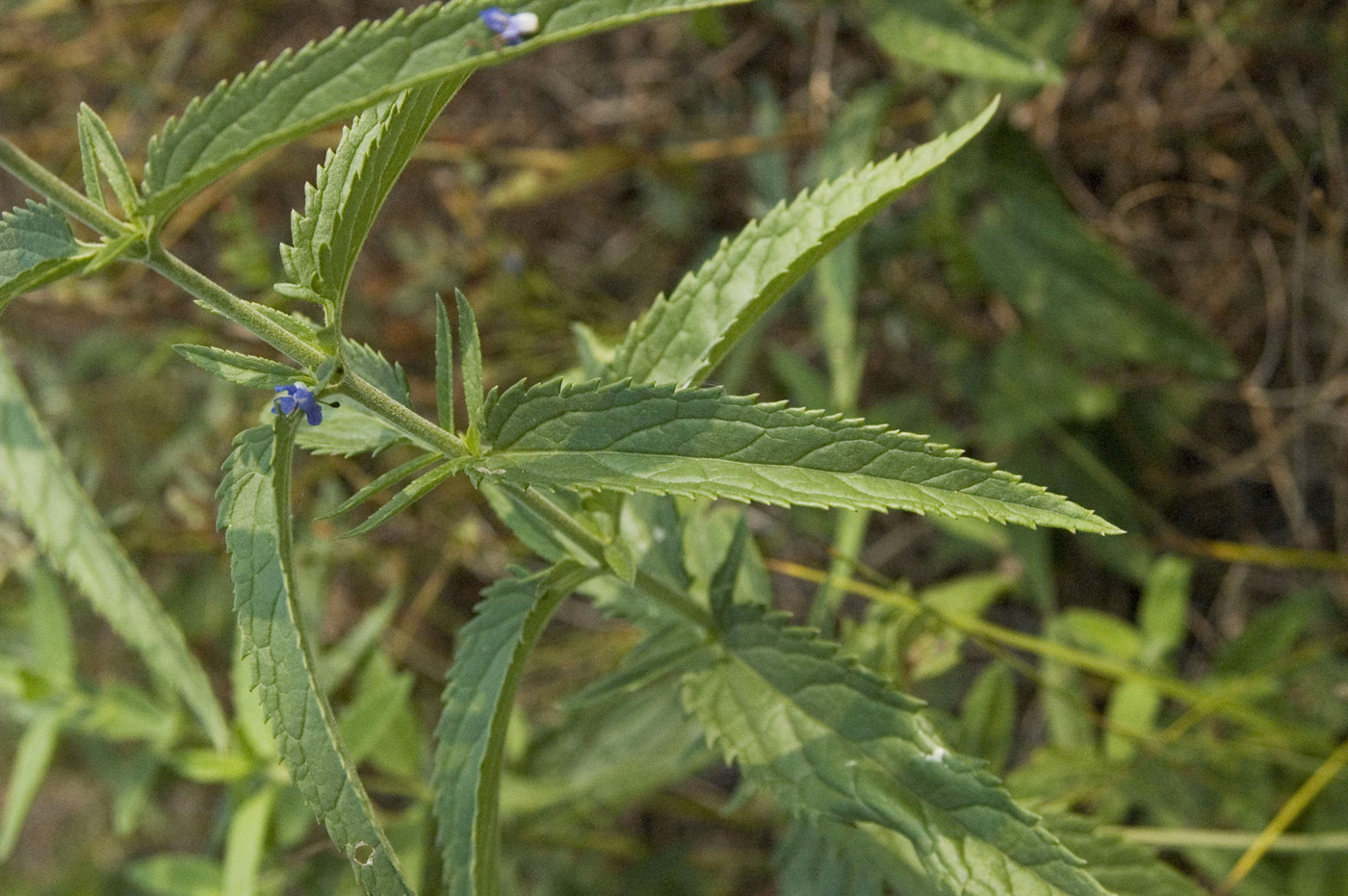 Изображение особи Veronica longifolia.