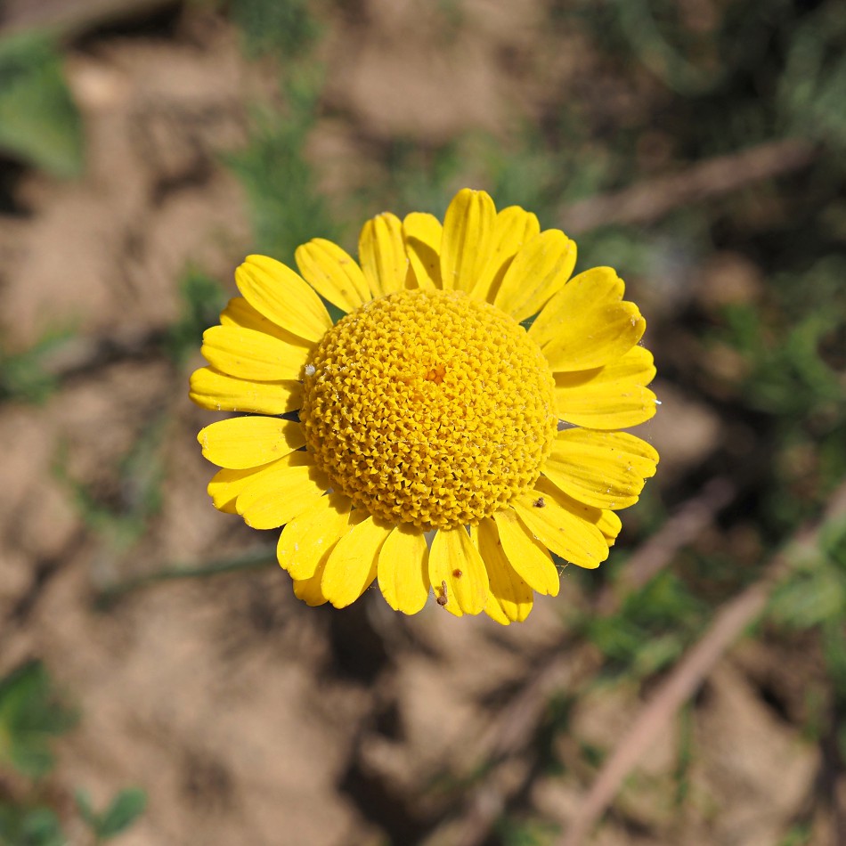 Image of Anthemis tinctoria specimen.