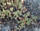 Sedum pallidum