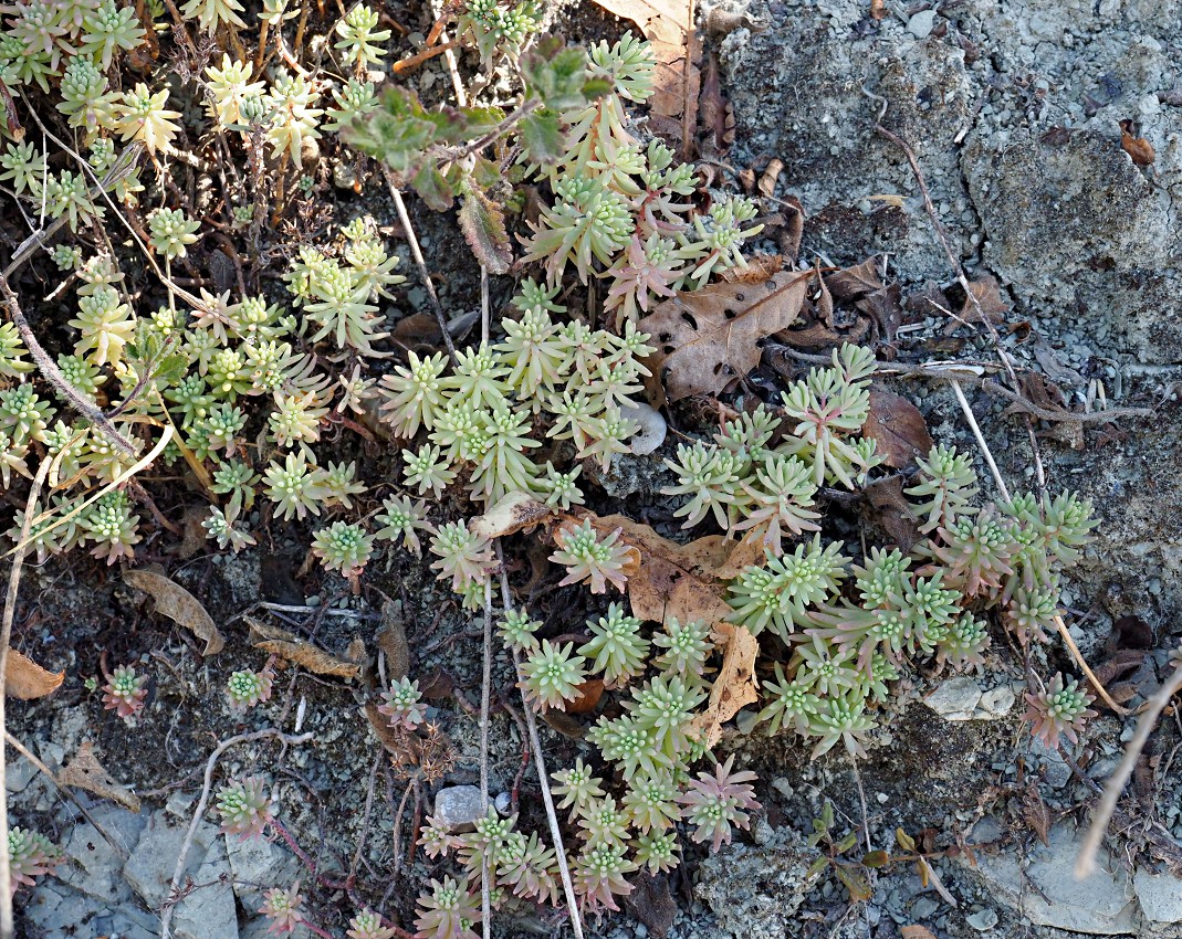 Изображение особи Sedum pallidum.