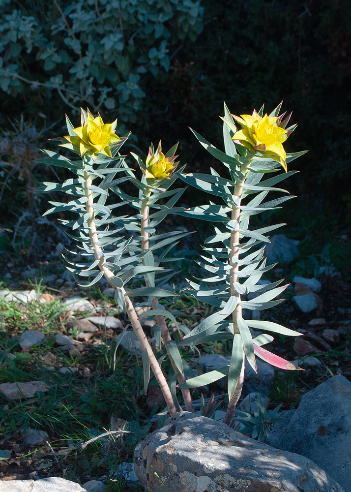 Image of Euphorbia rigida specimen.