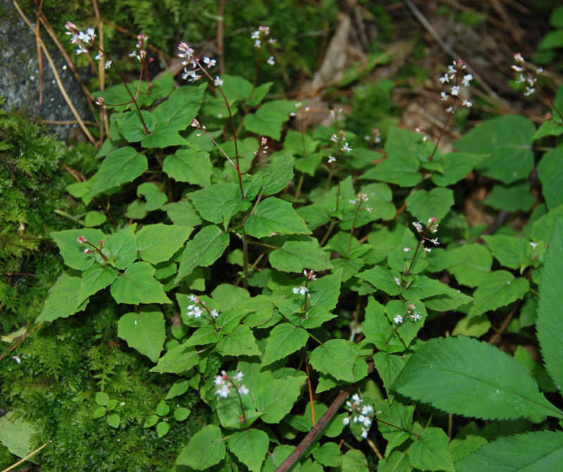 Изображение особи Circaea caulescens.