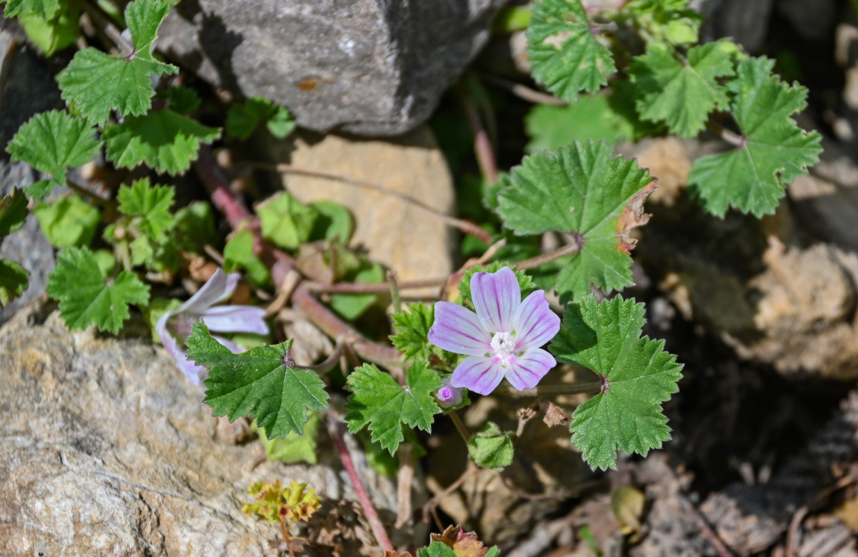 Image of Malva neglecta specimen.