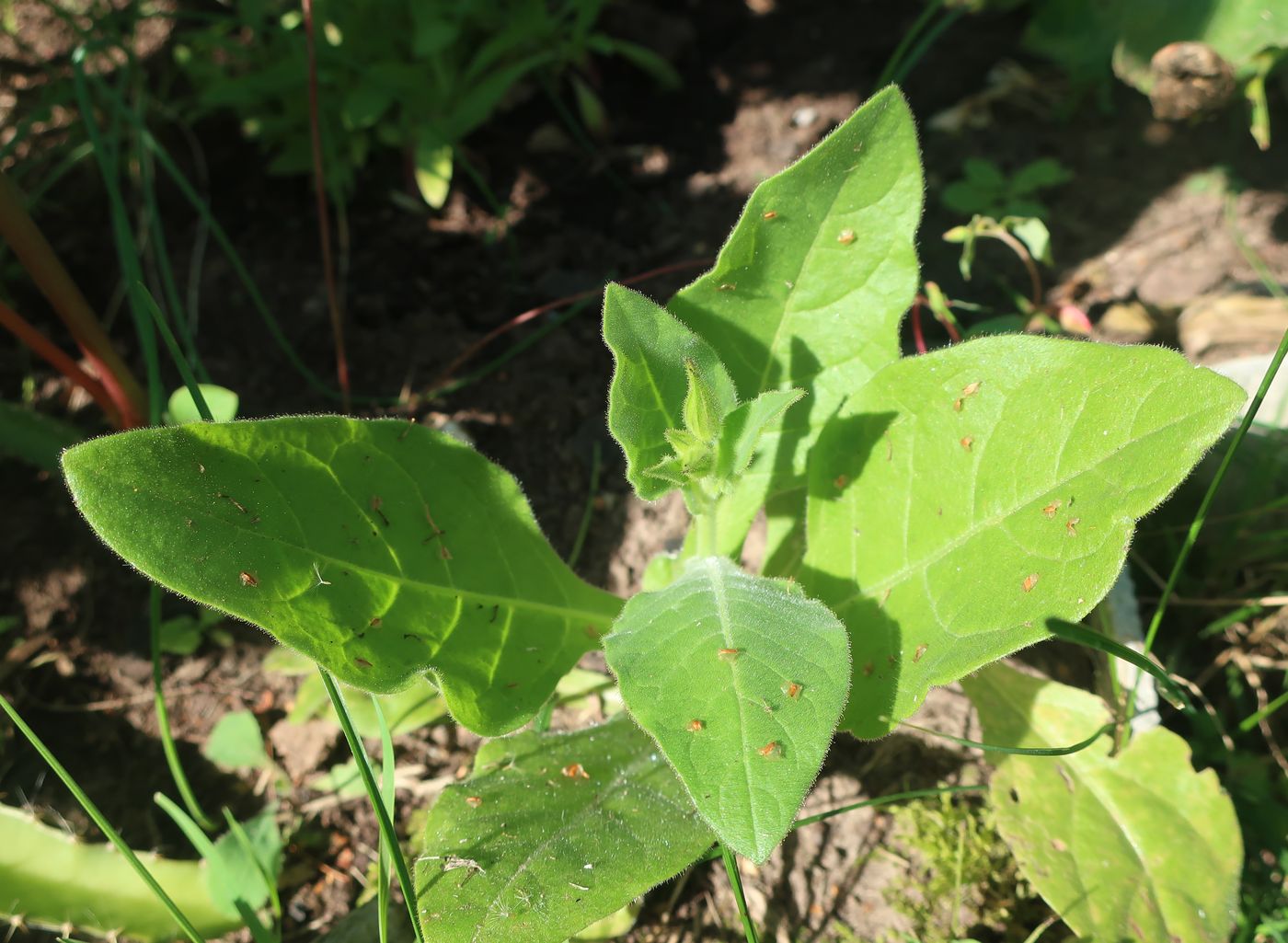 Image of Nicotiana alata specimen.