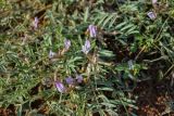 Astragalus brachylobus. Верхушка цветущего растения. Астраханская обл., Ахтубинский р-н, Богдинско-Баскунчакский заповедник, гора Большое Богдо, сухой склон. 01.05.2019.