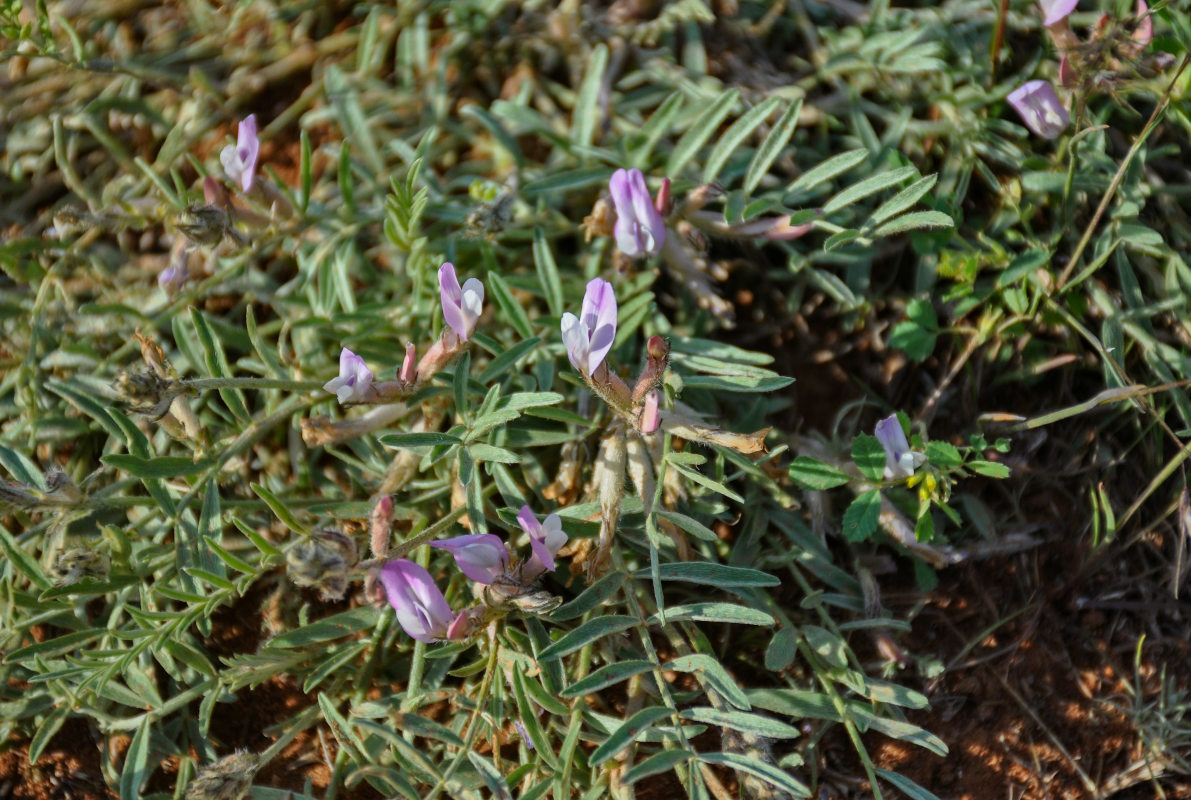 Изображение особи Astragalus brachylobus.