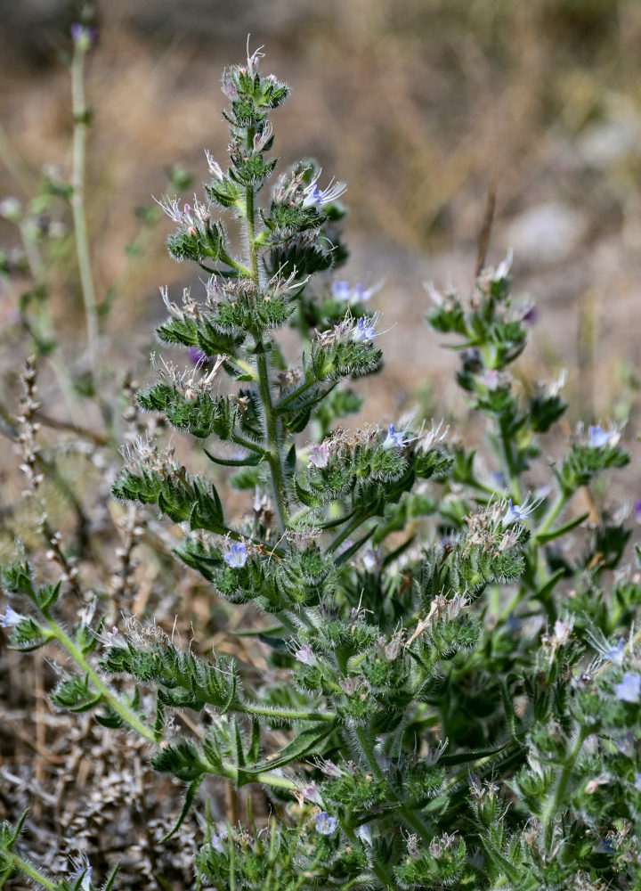 Image of Echium biebersteinii specimen.