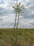 Ferula sibirica. Верхушки плодоносящих растений. Казахстан, Восточно-Казахстанская обл., Самарский р-н, окр. Казнаковской переправы; Зайсанская котловина, Кулуджунские пески. 22 июня 2023 г.