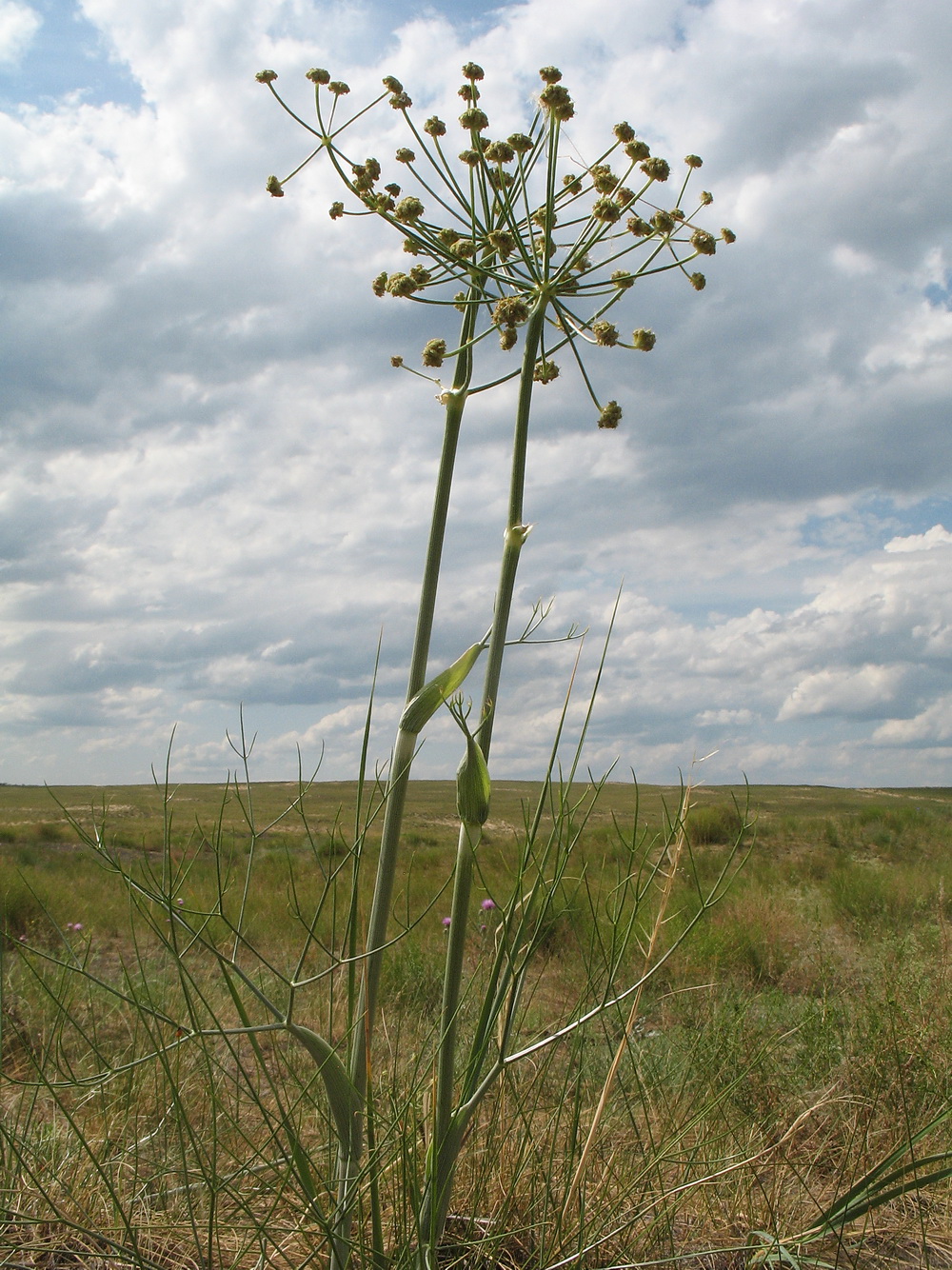 Изображение особи Ferula sibirica.