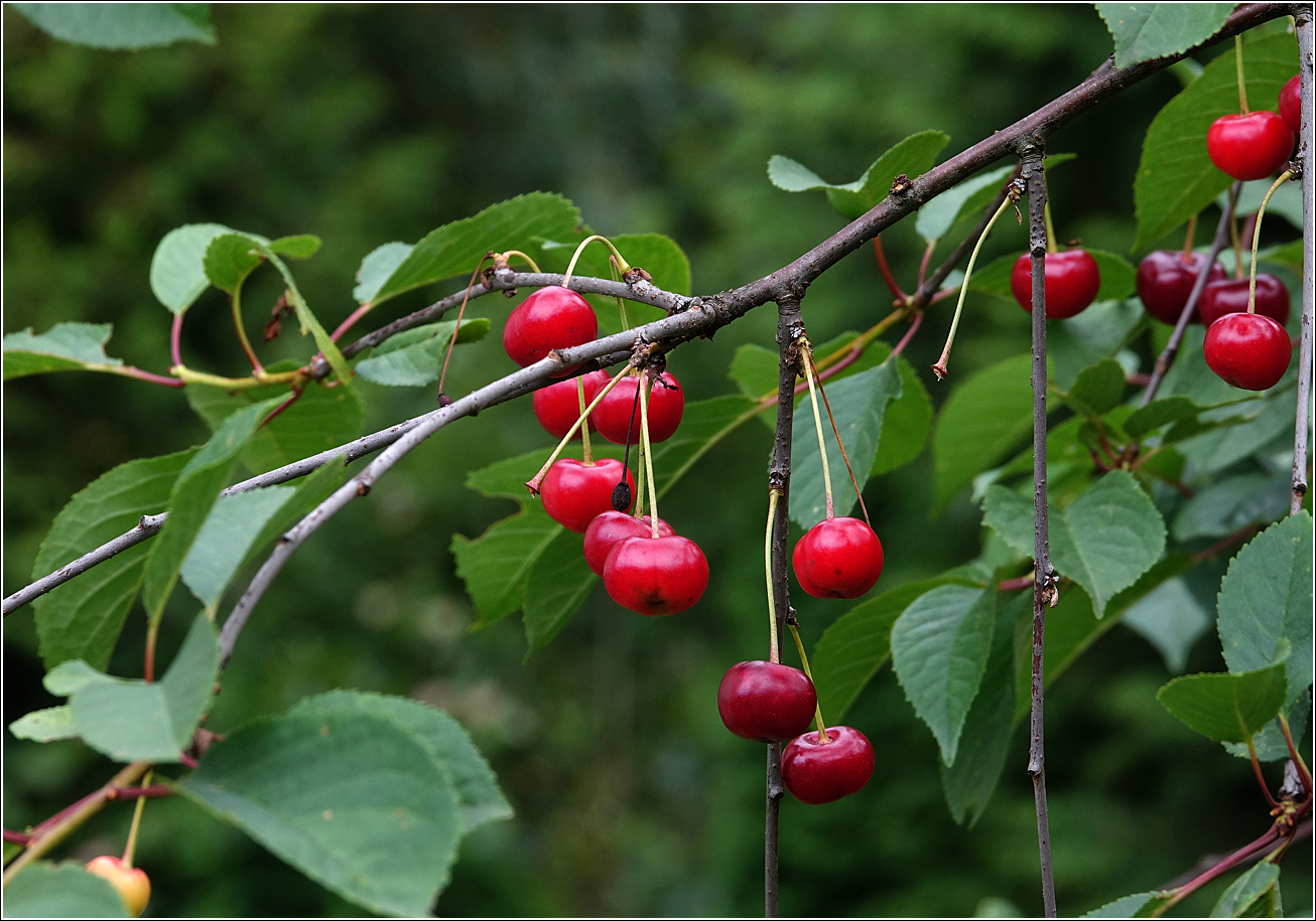 Изображение особи Cerasus vulgaris.