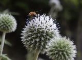Echinops sphaerocephalus