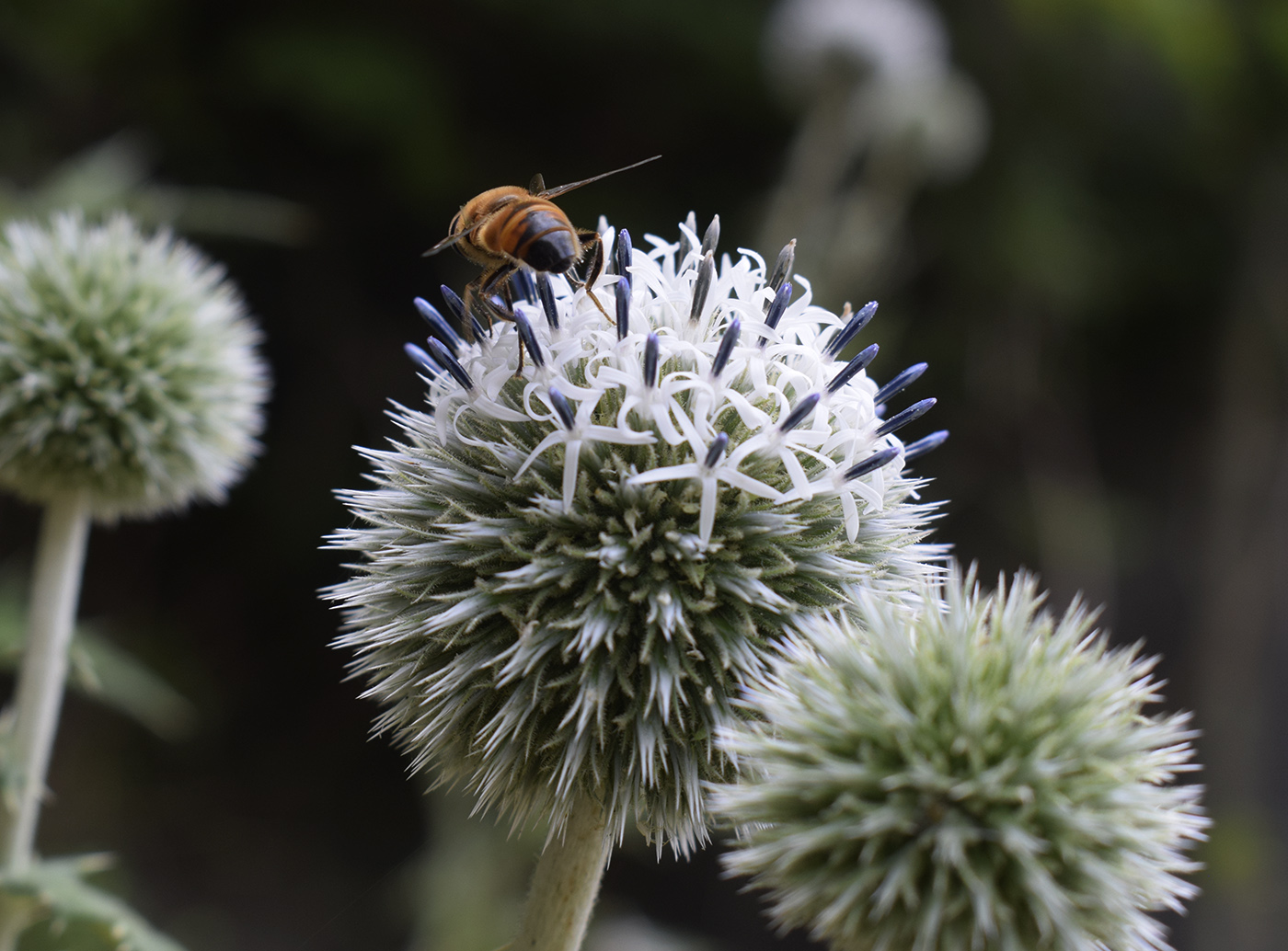 Изображение особи Echinops sphaerocephalus.