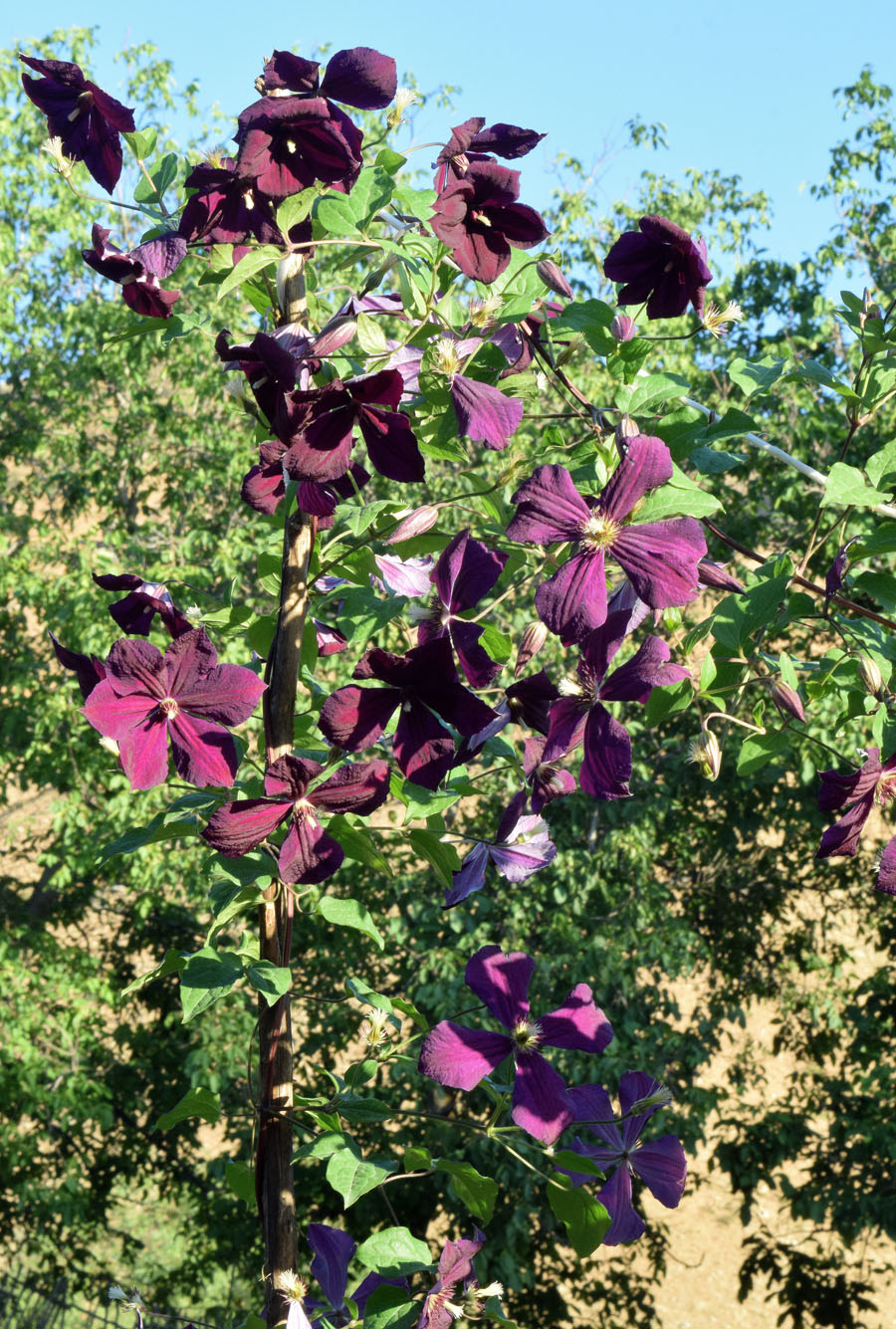 Изображение особи Clematis &times; jackmanii.