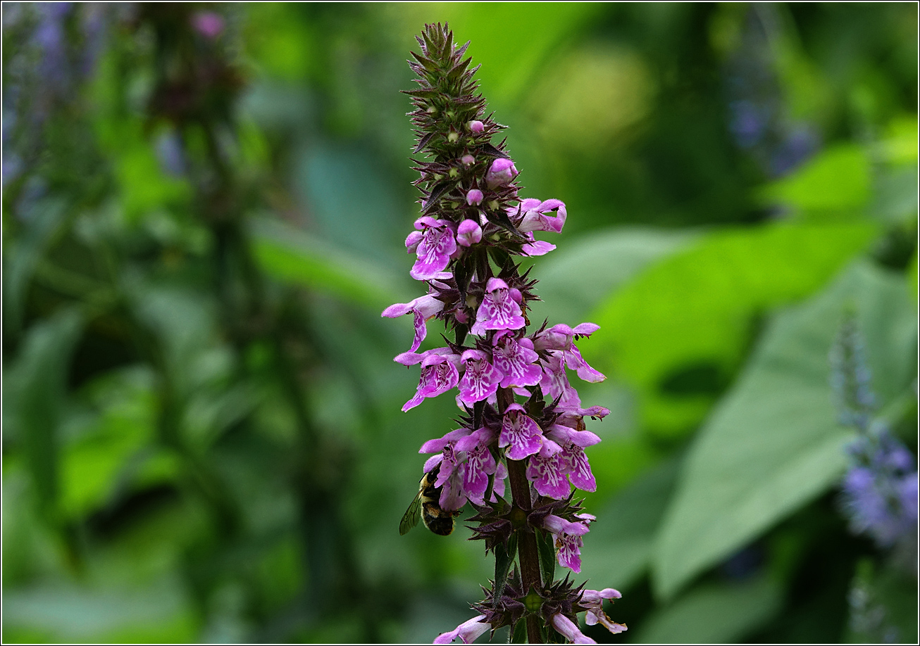 Image of Stachys palustris specimen.