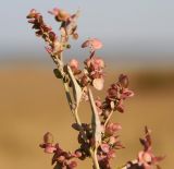 Atriplex sagittata. Верхушка растения с соплодиями. Новосибирская обл., Ордынский р-н, с. Новопичугово. Сентябрь 2010 г.