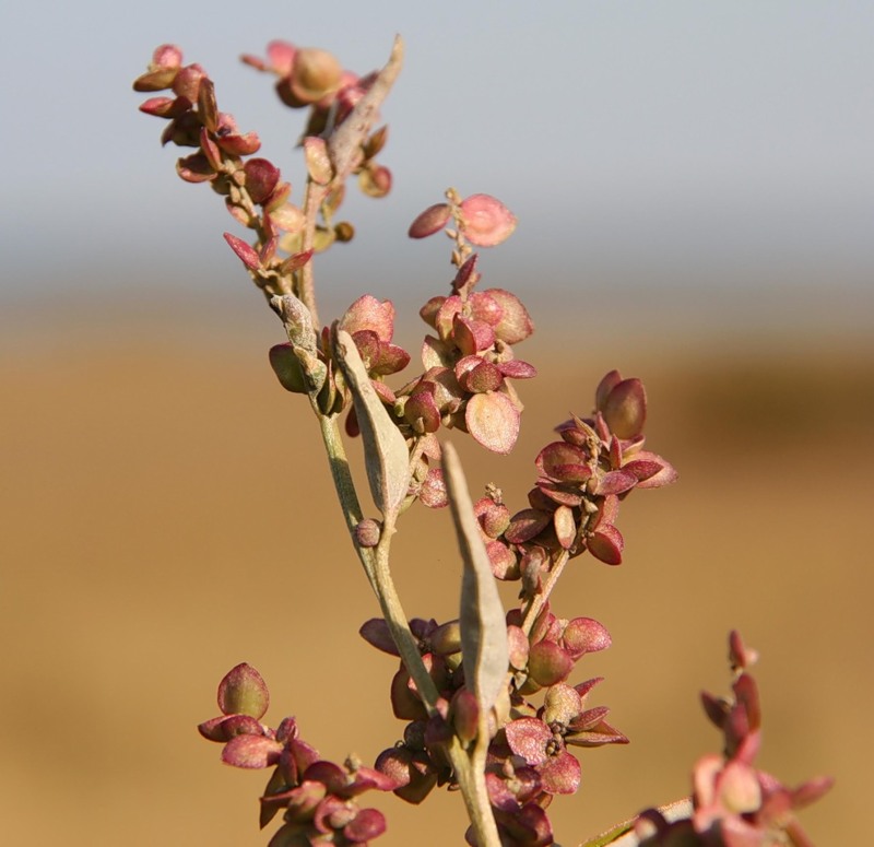 Изображение особи Atriplex sagittata.