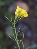 Brassica campestris