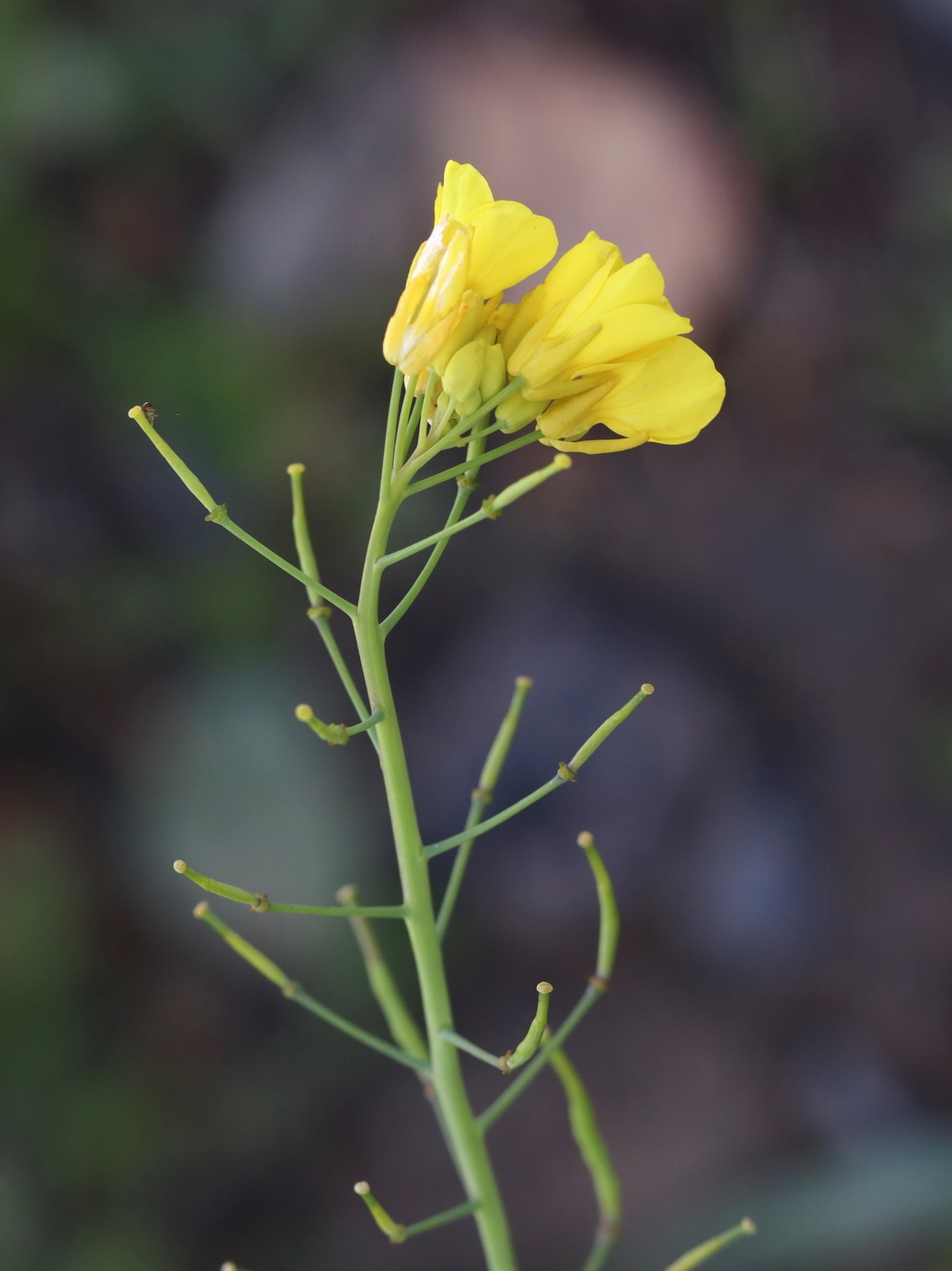 Изображение особи Brassica campestris.