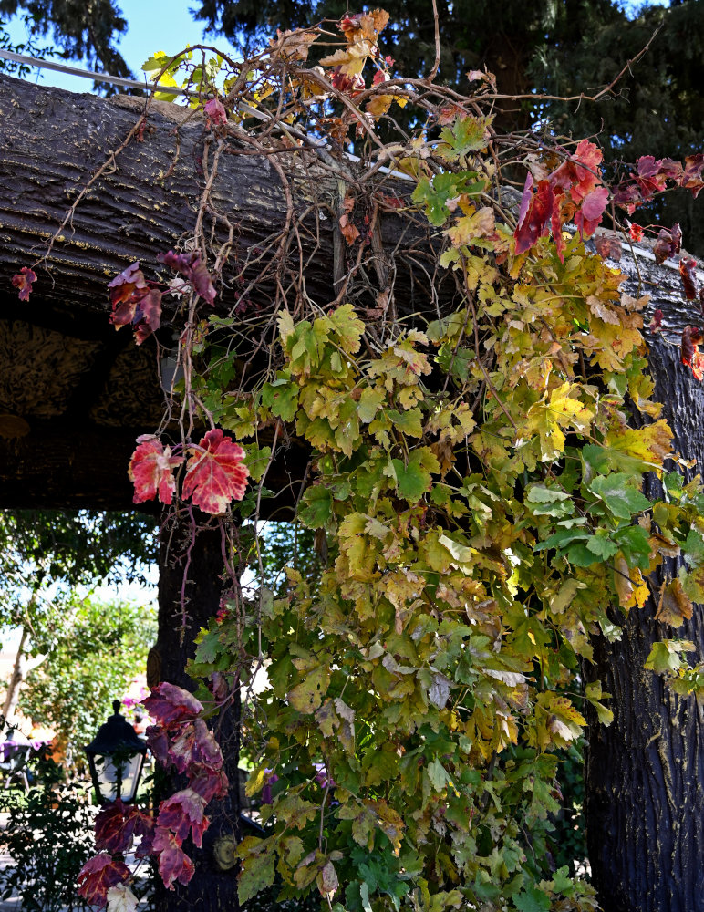 Изображение особи Vitis vinifera.