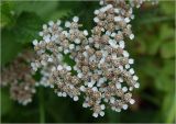 Achillea millefolium