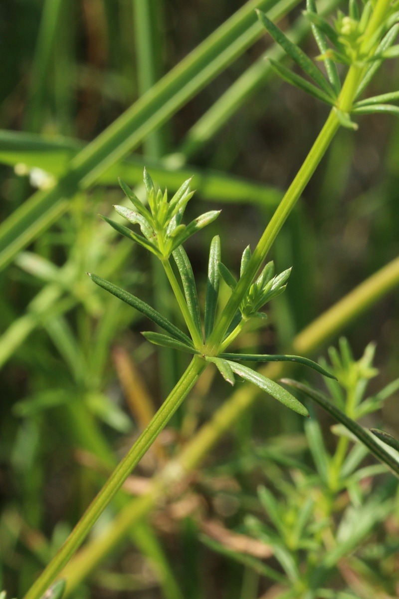 Image of Galium album specimen.