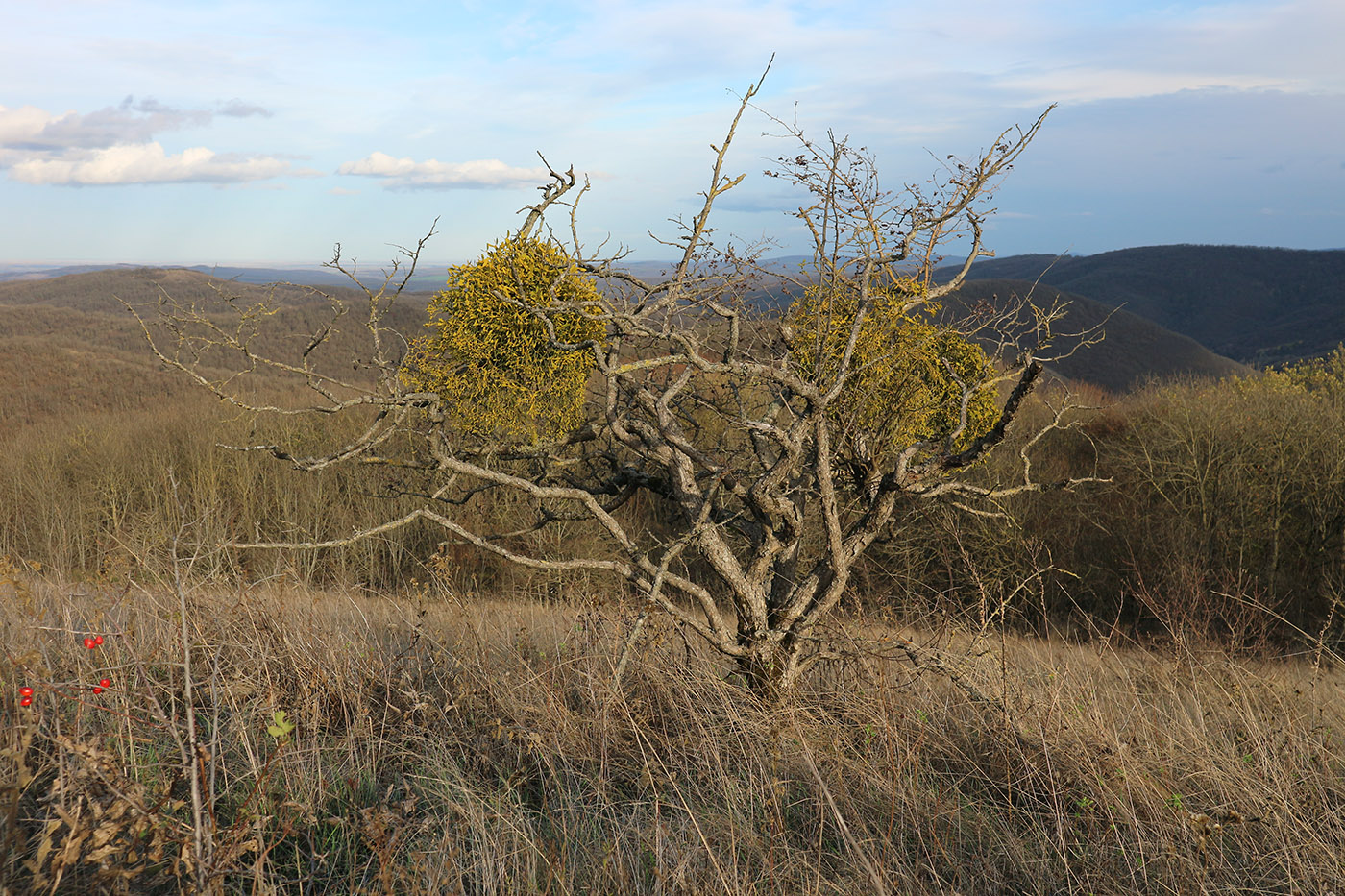 Изображение особи Crataegus pentagyna.