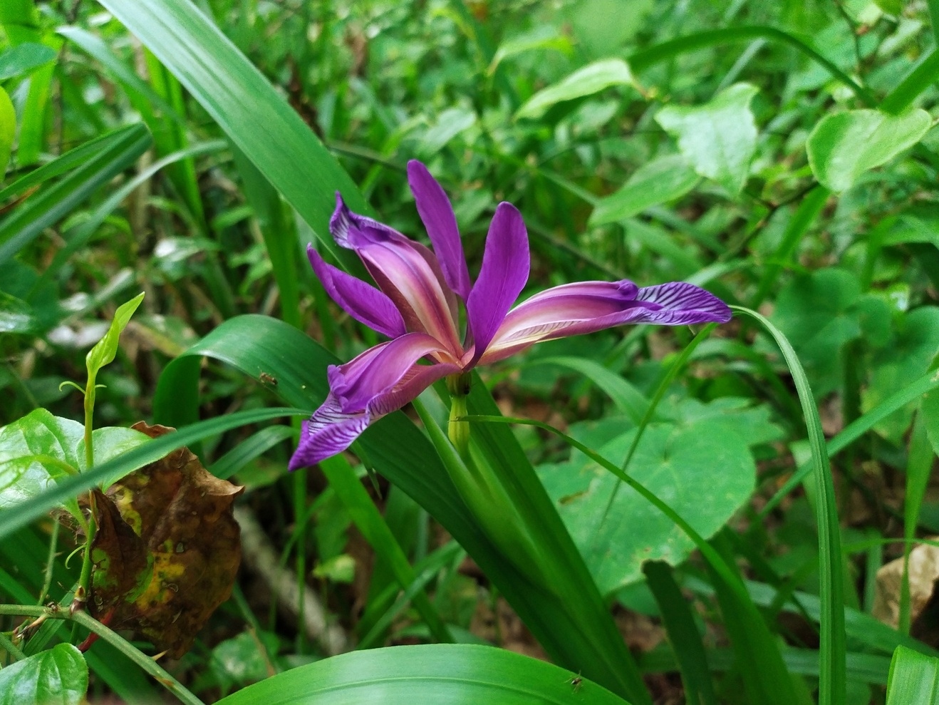 Изображение особи Iris graminea.