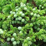 Juniperus sibirica