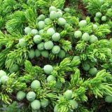 Juniperus sibirica. Верхушки ветвей с незрелыми шишкоягодами. Кольский п-ов, р. Умба. 05.08.2008.