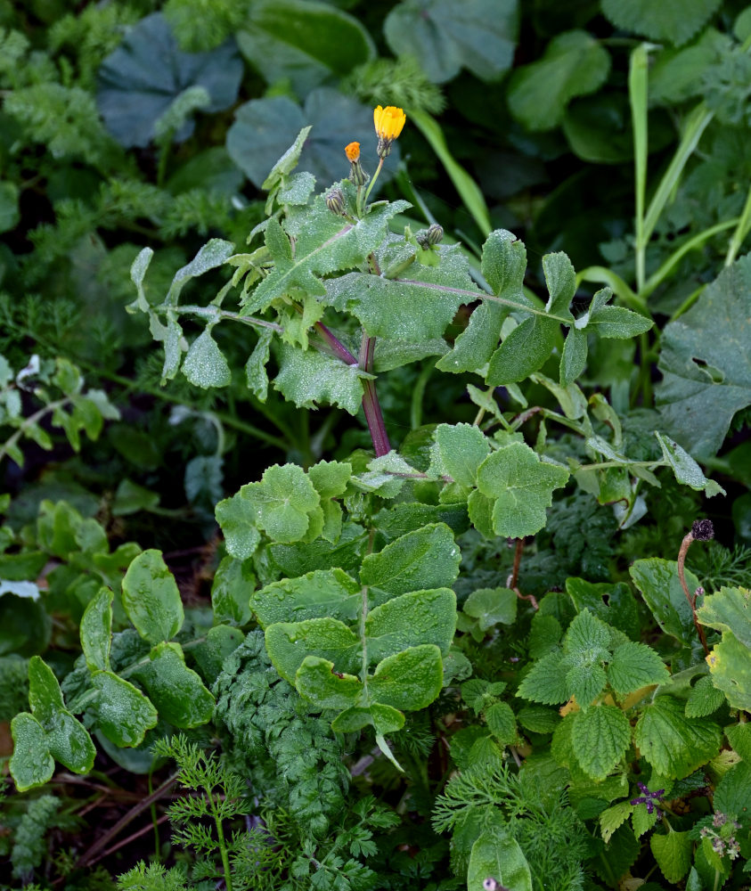 Image of Sonchus oleraceus specimen.