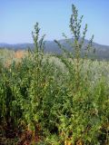 Artemisia annua