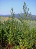 Artemisia annua. Зацветающие растения на пустыре. Хакасия, Ширинский р-н, с. Ефремкино. 28.07.2012.