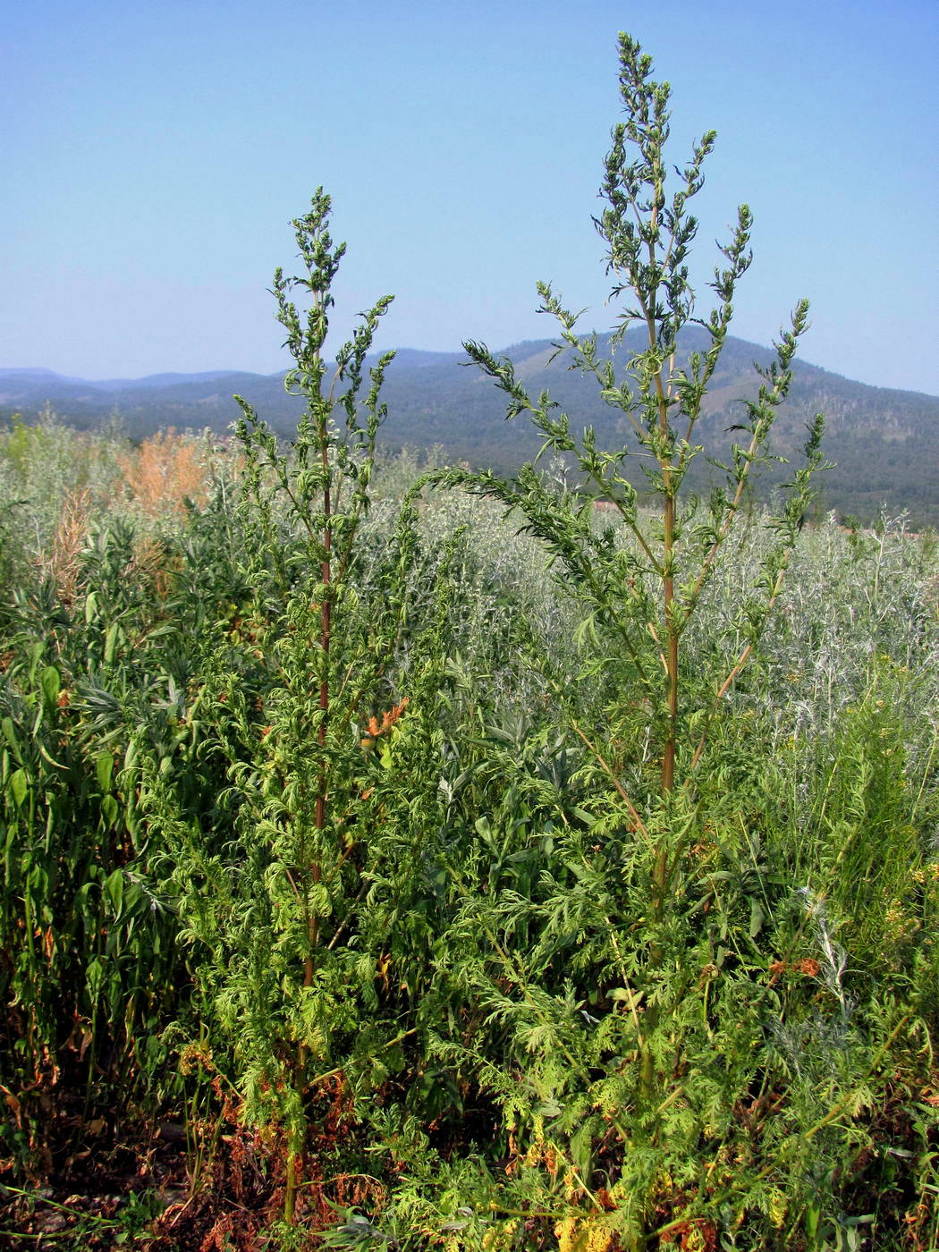 Изображение особи Artemisia annua.