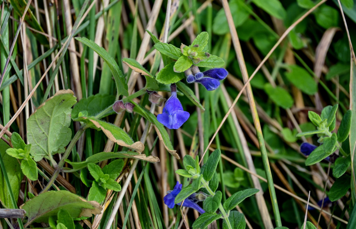 Image of Scutellaria strigillosa specimen.