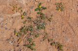 genus Tribulus. Цветущие растения. Египет, мухафаза Асуан, храмовый комплекс Абу-Симбел, песчаный склон. 04.05.2023.