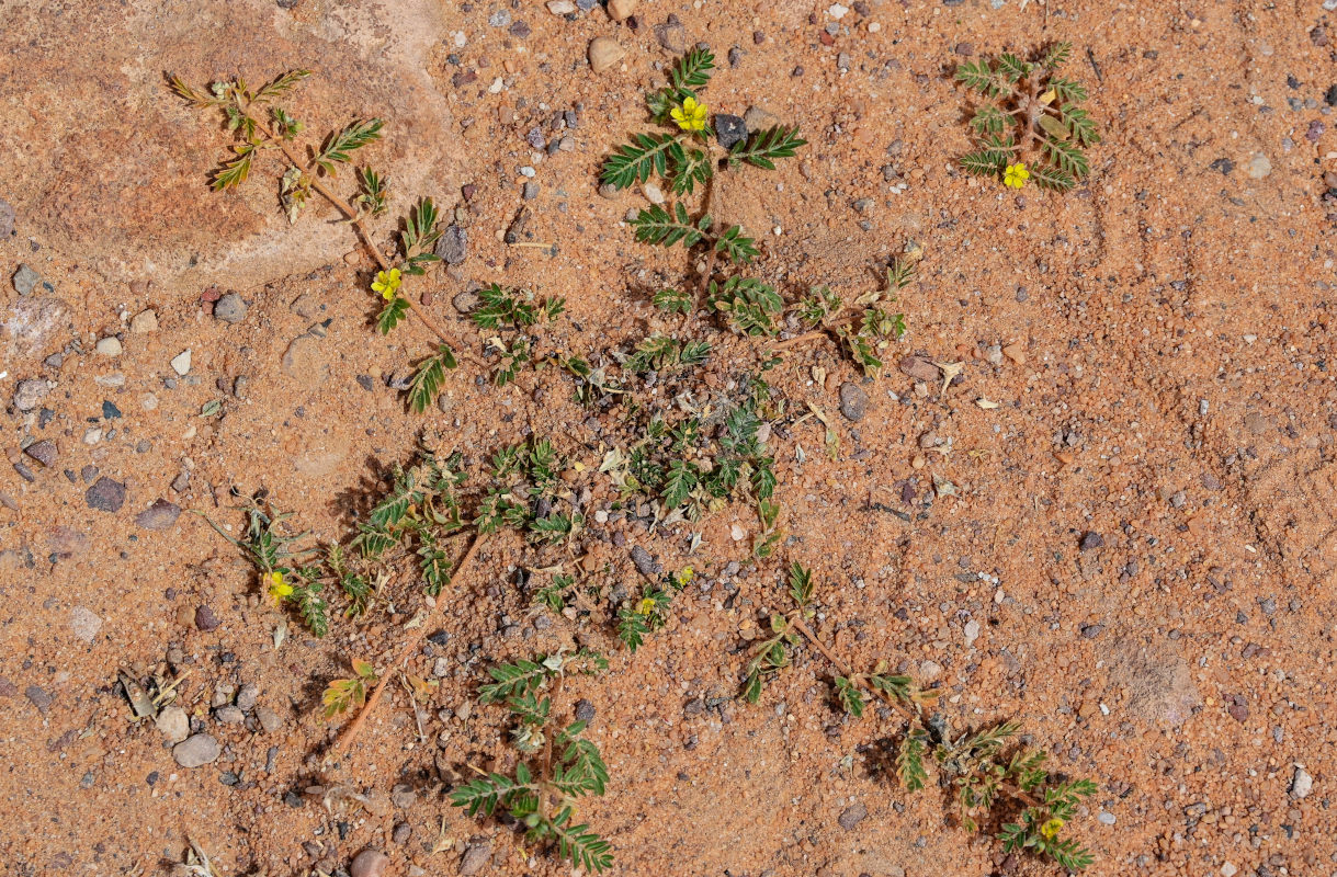 Image of genus Tribulus specimen.